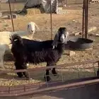 نعجه وعنز ولد