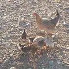 دجاجه عربيه شرط دم صافي (فري)