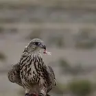 صقور للإيجار للمناسبات والأفراح