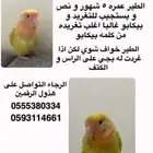 مفقود طير روز بحائل الشفاء