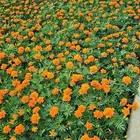 تركيب العشب الطبيعي والصناعي