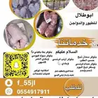 بط بكيني _سمان _ديوك _أرنب _دخل _زغاليل