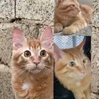 قط لتبني