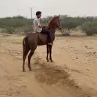 خيل شعبي