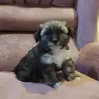 جراوي