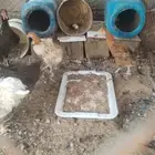 دجاج بلدي