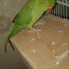 دره متكلمه للبيع