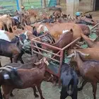 غنم معزى للبيع