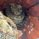 القنفذة القوز عنيكر