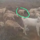 كبش للبيع عمر 4 شهور فيع عرجع بسيطه من ولادته