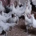 فراريج للبيع