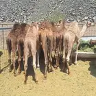حشو المدينة