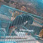 ببغاء كاسكو مفقود عمره 3 سنوات في الجبيل البلد دعواتكم القاه