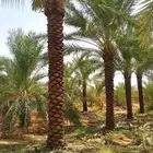 نخل للبيع صقعي اخلاص خضري نبوت سكري برحي روثان