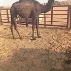 مفروده مجهم مقنوي