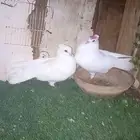 حمام هزازي زوج منتج توصل وتساب