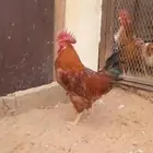 للبيع ديوك تركيه