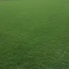 نعمل بتوريد وزرعه ثيل طبيعي ونخيل زينه