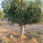 اشجار زيتون معمر