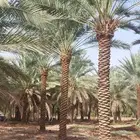 نخيل للبيع بجميع انواعه ومقاساته