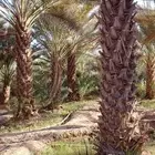 مطلوب نخيل للبيع   لي عنده نخيل يتوصل