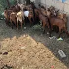 تيوس دهم فيها واحده انثى (تم البيع)