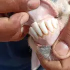 خروف نجدي