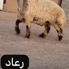 جدع نعيمي صنف فاخر للبيع