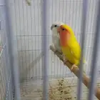 عصافير روز جوز ذكر وانثى تاج انتاج