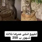 تربيه الاسم سوزي العمر 3شهرو الون تايقر النوع سكوتش ب250