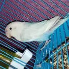 طير