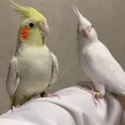 زوج كروان منتج
