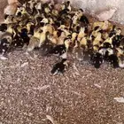 صوص بط بلدي