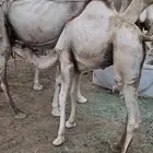 حاشي للبيع