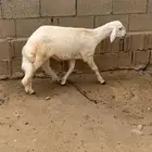 خروف