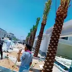 شبوك واشنطن وجميع انواع النخيل