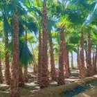 نخل واشنطنيا زينه أمريكي