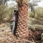 يوجد جميع انواع النخيل إلى جميع أنحاء المملكة