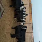 للبيع معزى عددها 18مع فحلها فيها ولد 5 عيالها 7 كلها اشباب