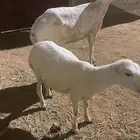 نعجه تحتها رخل