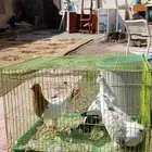 اناثي للبيع