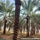 نخل عربي