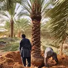 نخل للبيع من جميع المقاسات
