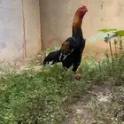 شامو ألماني تم البيع
