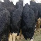 طليان نجد طيبه