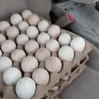بيض دجاج رومي