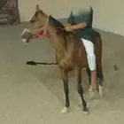 حصان