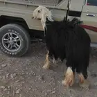 فحل نجدي ثني مشرووط