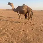 للبيع لقحه حمراء طيبه