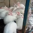 ارانب فرانسي
